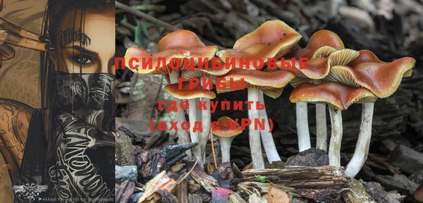 PSILOCYBIN Гусь-Хрустальный
